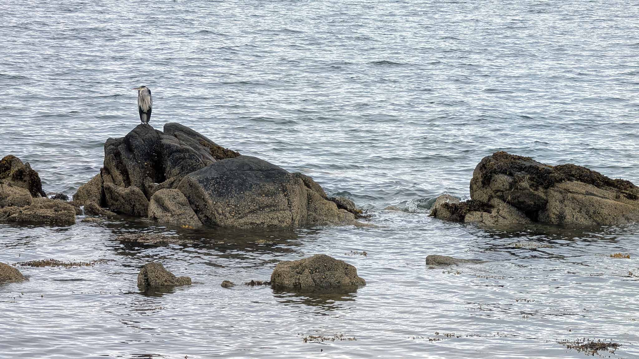 A heron standing on a rock in the water