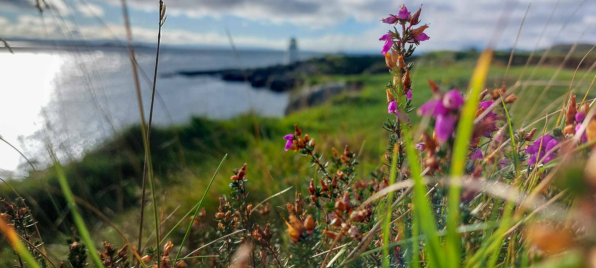 Pink coastal flowers in the foreground with the sea beyond